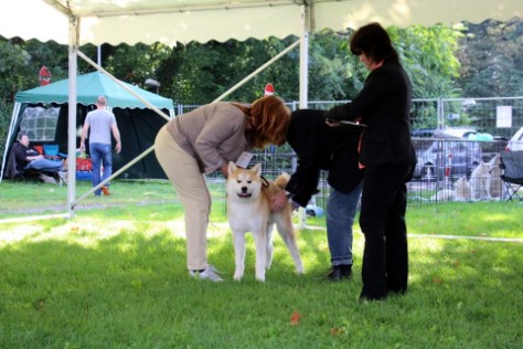 Intern. Hundeausstellung in Ludwigshafen