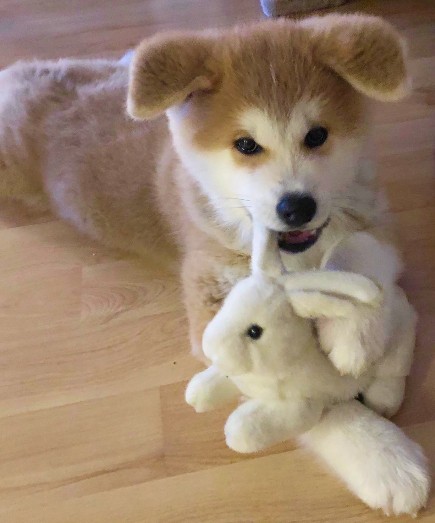 Akita Welpen - Akita Welpen Zucht Bayern Akita Inu Welpen Zucht Bayern