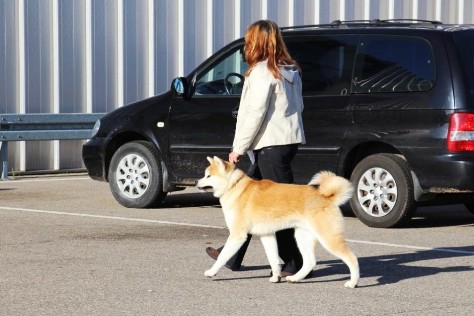 Internationale Hundeausstellung in Karlsruhe