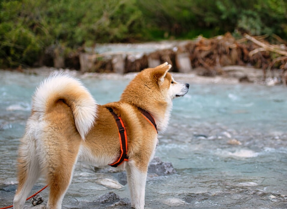 Akita Welpen Bayern Akita Inu Welpen, Züchter Bayern