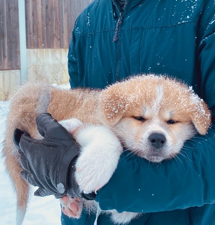 Akita Welpen - Akita Welpen Zucht Bayern Akita Inu Welpen Zucht Bayern