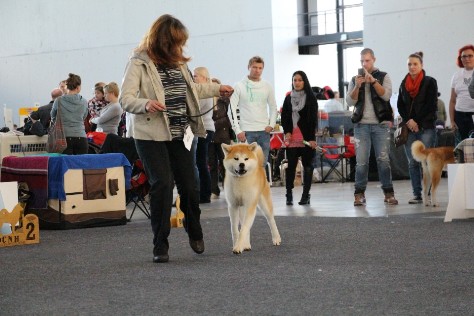 Intern. Hundeausstellung in Karlsruhe