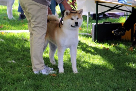 Intern. Hundeausstellung in Ludwigshafen