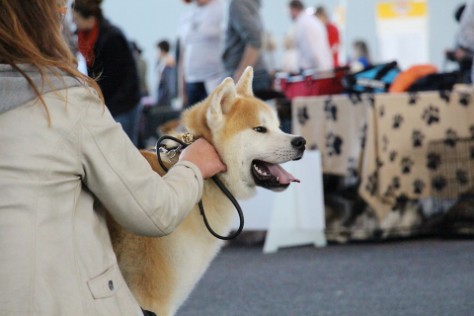 Intern. Hundeausstellung in Karlsruhe