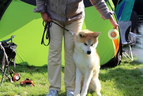 Intern. Hundeausstellung in Ludwigshafen