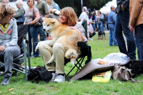 Intern. Hundeausstellung in Ludwigshafen