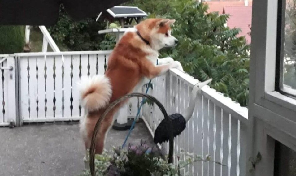 Akita Inu Welpen, Züchter Bayern
