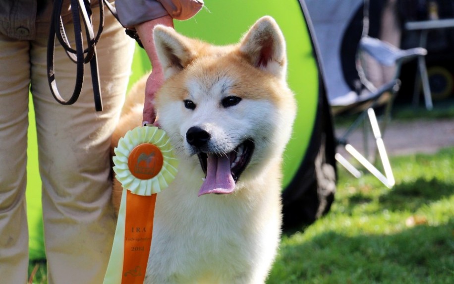 Akita Champion