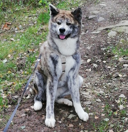 Akita Welpen - Akita Welpen Zucht Bayern Akita Inu Welpen Zucht Bayern