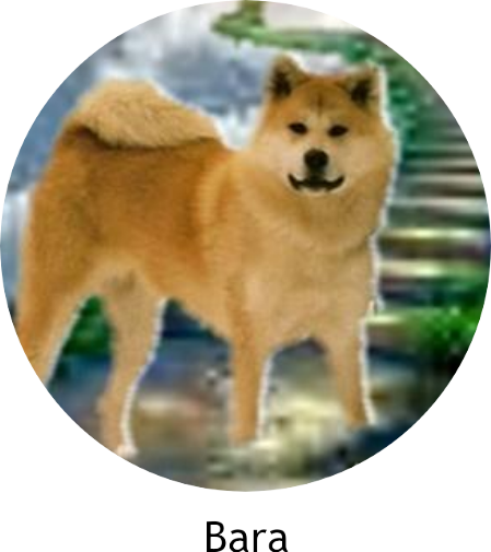 Akita in Memoriam - Bara