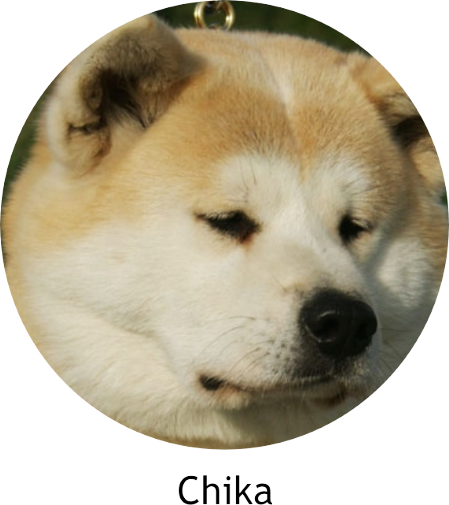 Akita in Memoriam - Chika