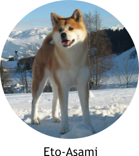 Akita in Memoriam - Asami