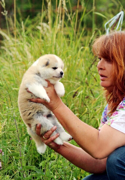 Akita Welpen - Akita Welpen Zucht Bayern Akita Inu Welpen Zucht Bayern
