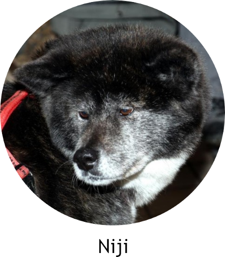 Akita in Memoriam - Niji