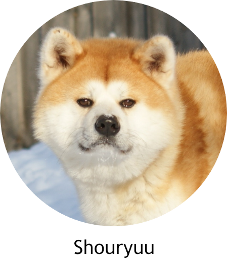 Akita in Memoriam - Shouryuu