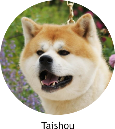 Akita in Memoriam - Taishou