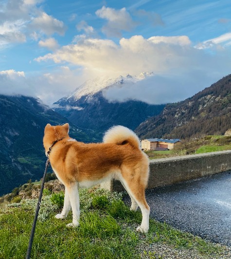 Akita Welpen - Akita Welpen Zucht Bayern Akita Inu Welpen Zucht Bayern