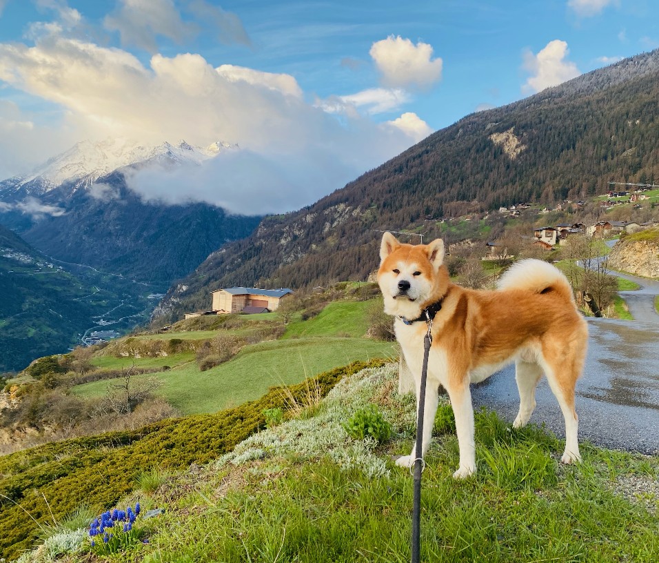 Akita Welpen Bayern Akita Inu Welpen, Züchter Bayern